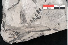 Foto (Detailansicht) von Sphenopteris haidingeri Ettingshausen (NHMW-GEO-2024-0188-10811)